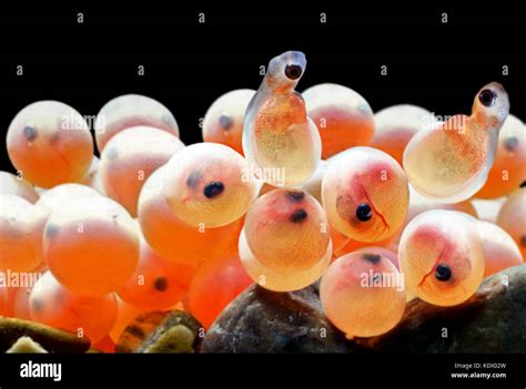 fish eggs|Fish Eggs .